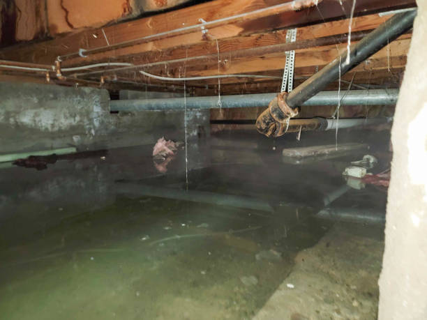 Best Water damage contractors near me  in Bonanza, GA