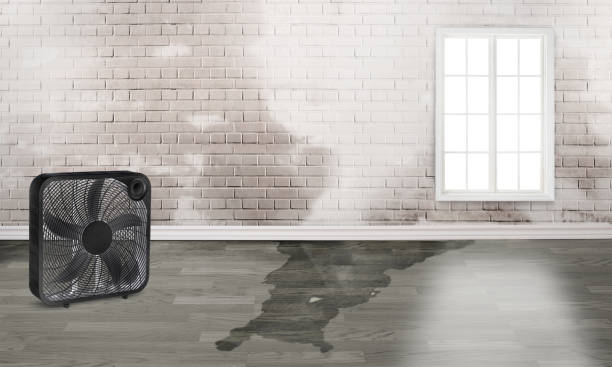 Best Water damage restoration near me  in Bonanza, GA